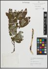 Foto von Salix appendiculata Vill.